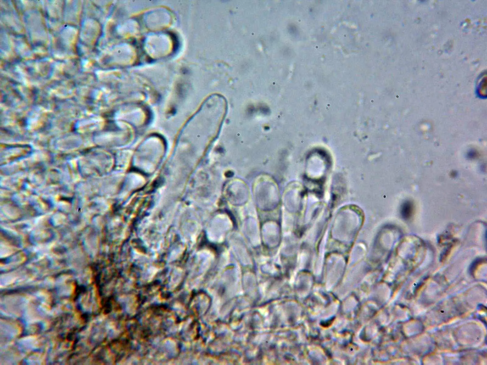 Microscopía de Suillus viscidus - 10 - Himenio